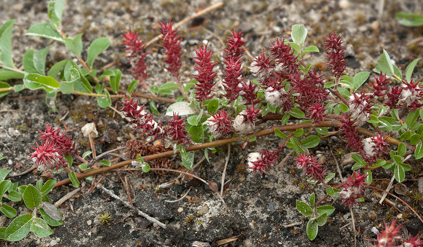 Изображение особи Salix saxatilis.