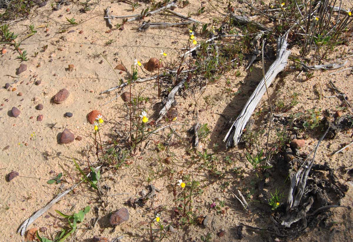 Image of Nemesia anisocarpa specimen.