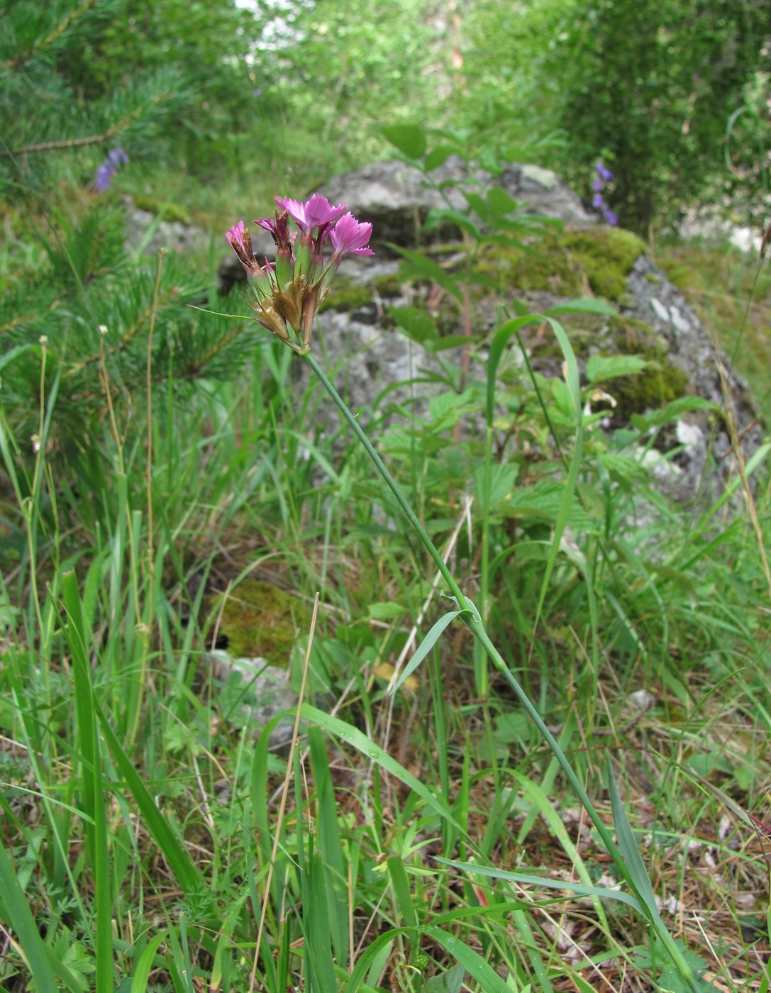 Image of Dianthus capitatus specimen.