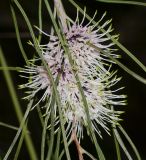 Hakea scoparia