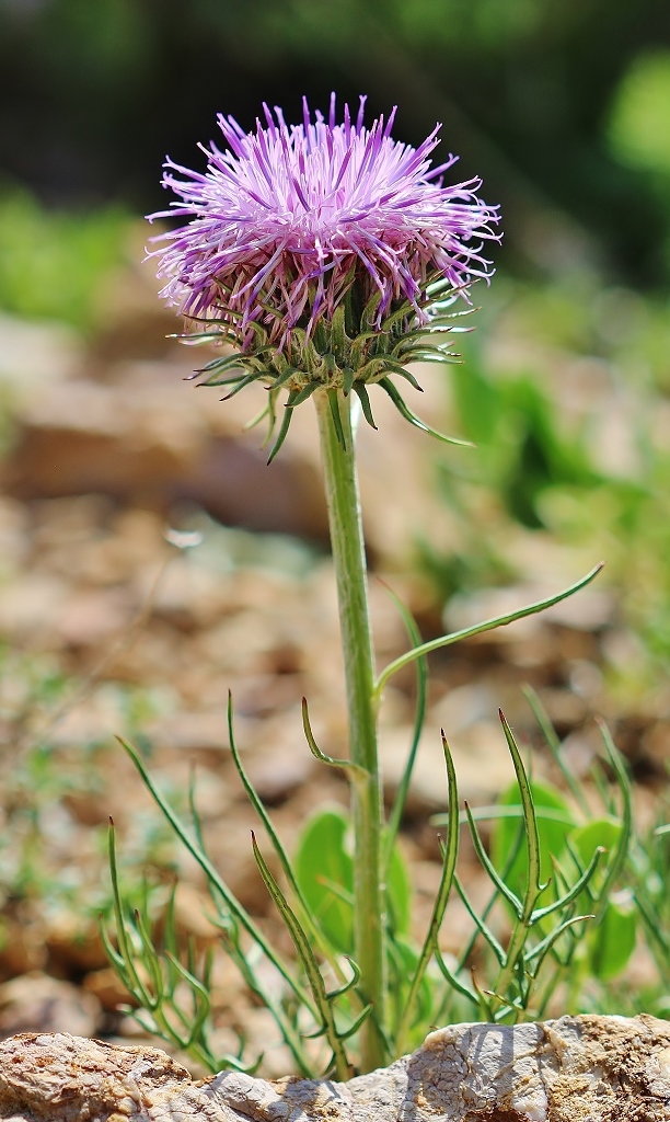 Image of Jurinella squarrosa specimen.