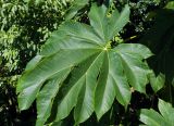 Tetrapanax papyrifer. Лист. Грузия, Аджария, с. Мцване-Концхи, Батумский бот. сад. 08.09.2017.