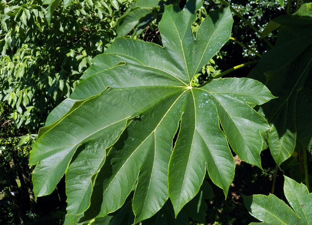 Изображение особи Tetrapanax papyrifer.