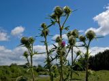 Cirsium vulgare