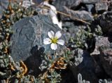 Cerastium lithospermifolium