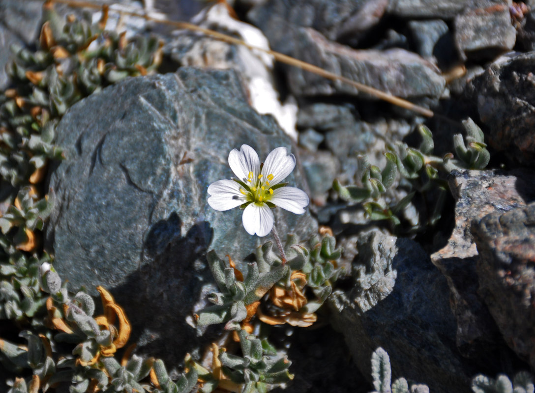 Image of Cerastium lithospermifolium specimen.