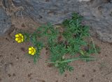 Potentilla tergemina