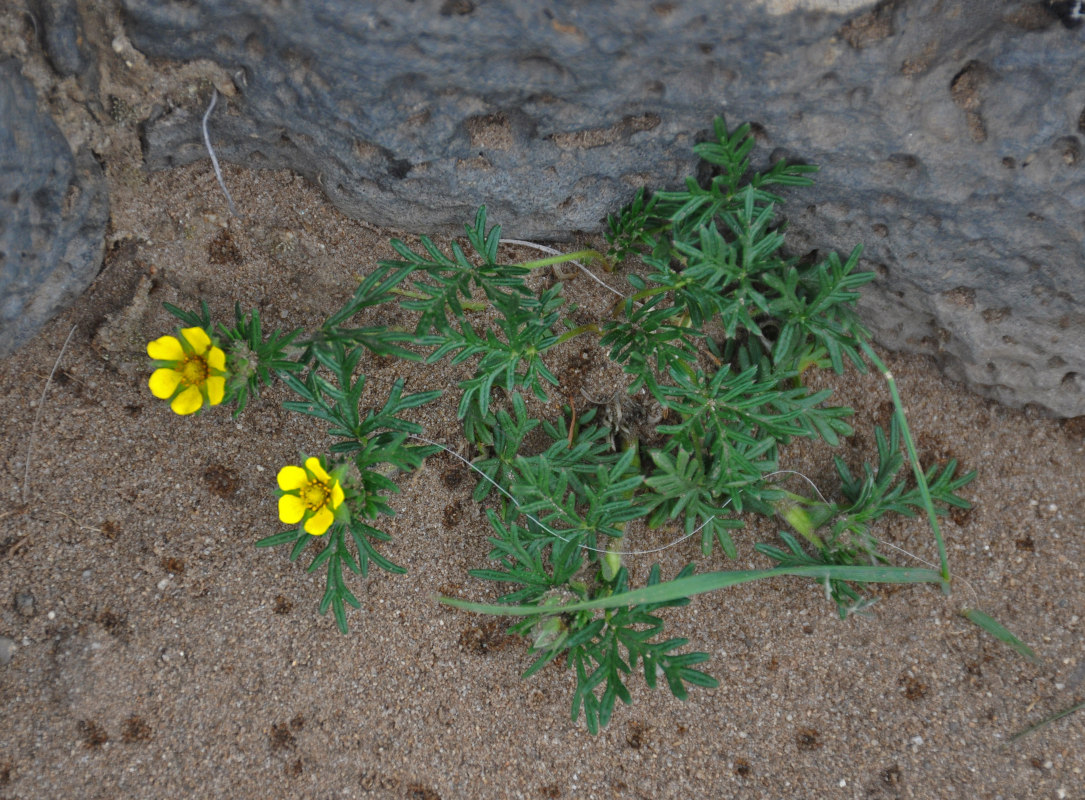 Image of Potentilla tergemina specimen.