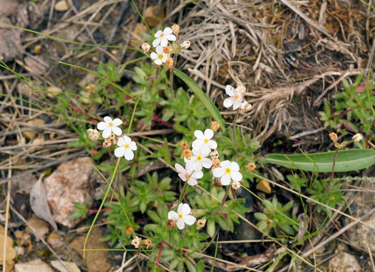 Image of Androsace lehmanniana specimen.