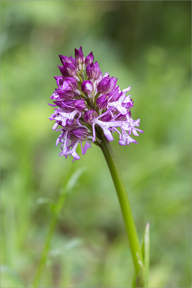 Image of Orchis purpurea ssp. caucasica specimen.