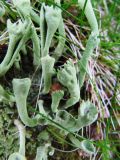 Cladonia deformis