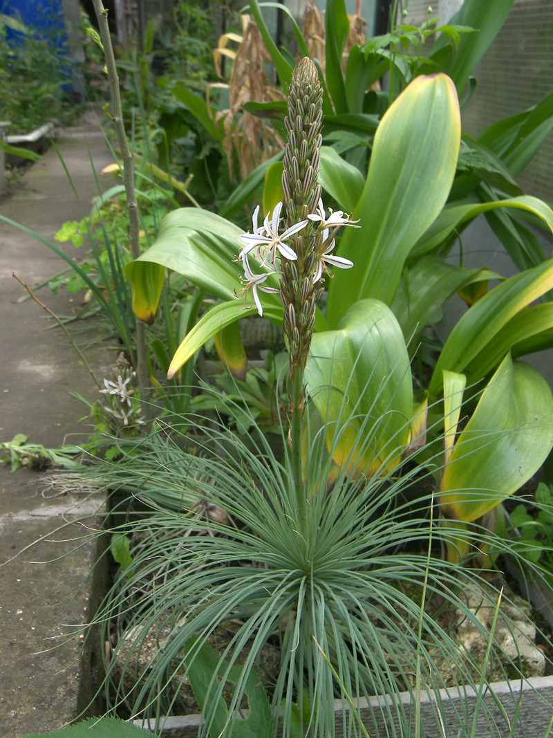 Изображение особи Asphodeline damascena.