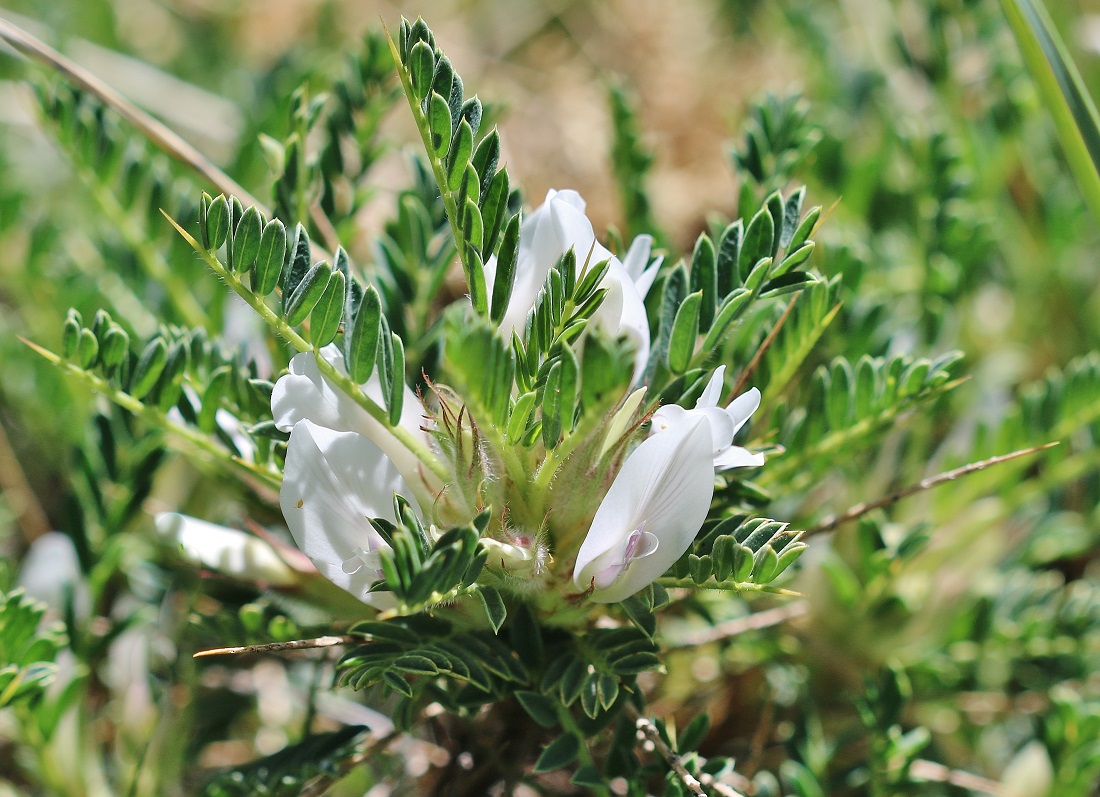 Изображение особи Astragalus coarctatus.