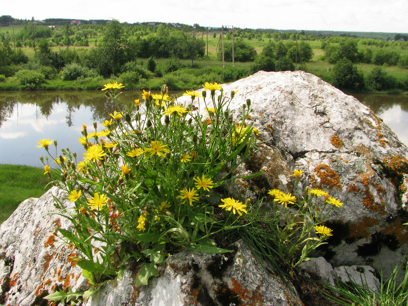 Изображение особи Crepis foliosa.