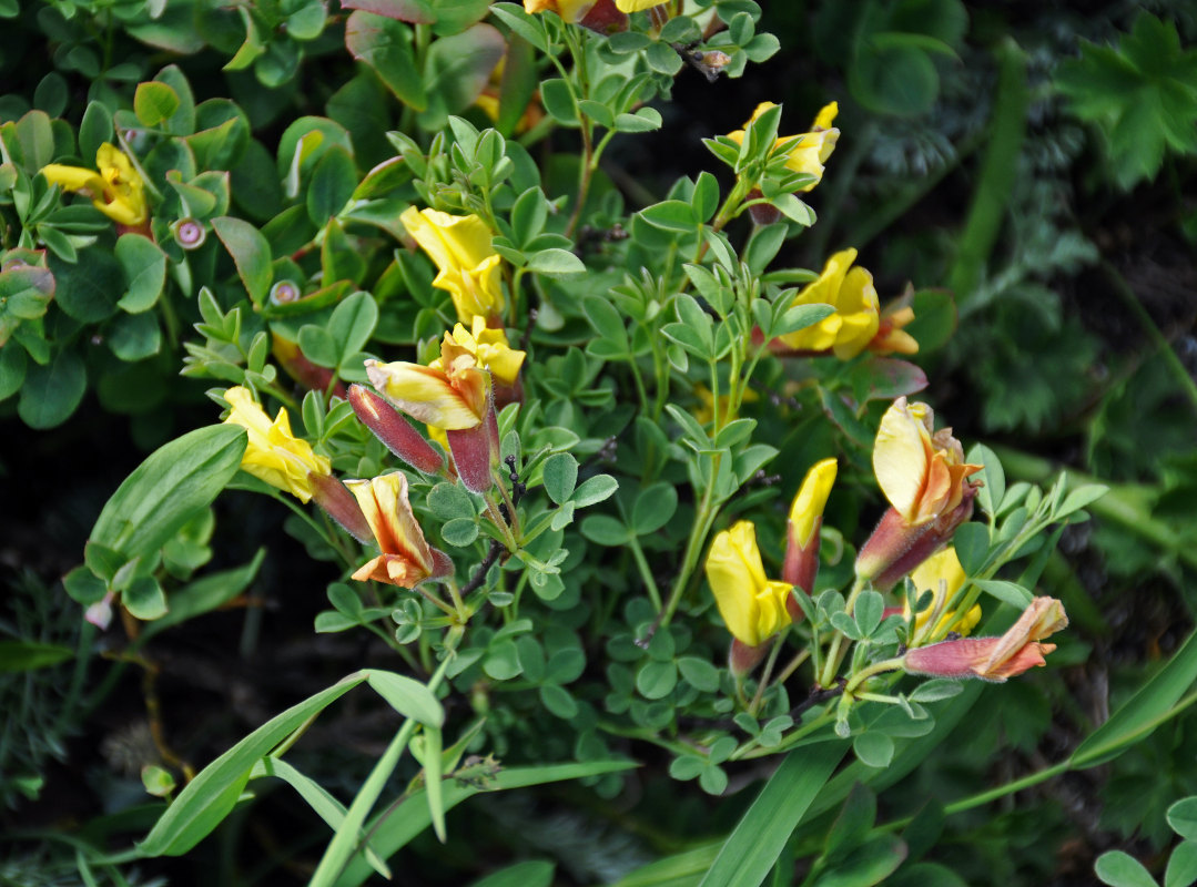 Image of Chamaecytisus ruthenicus specimen.