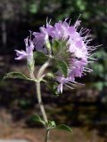 Thymus hirticaulis