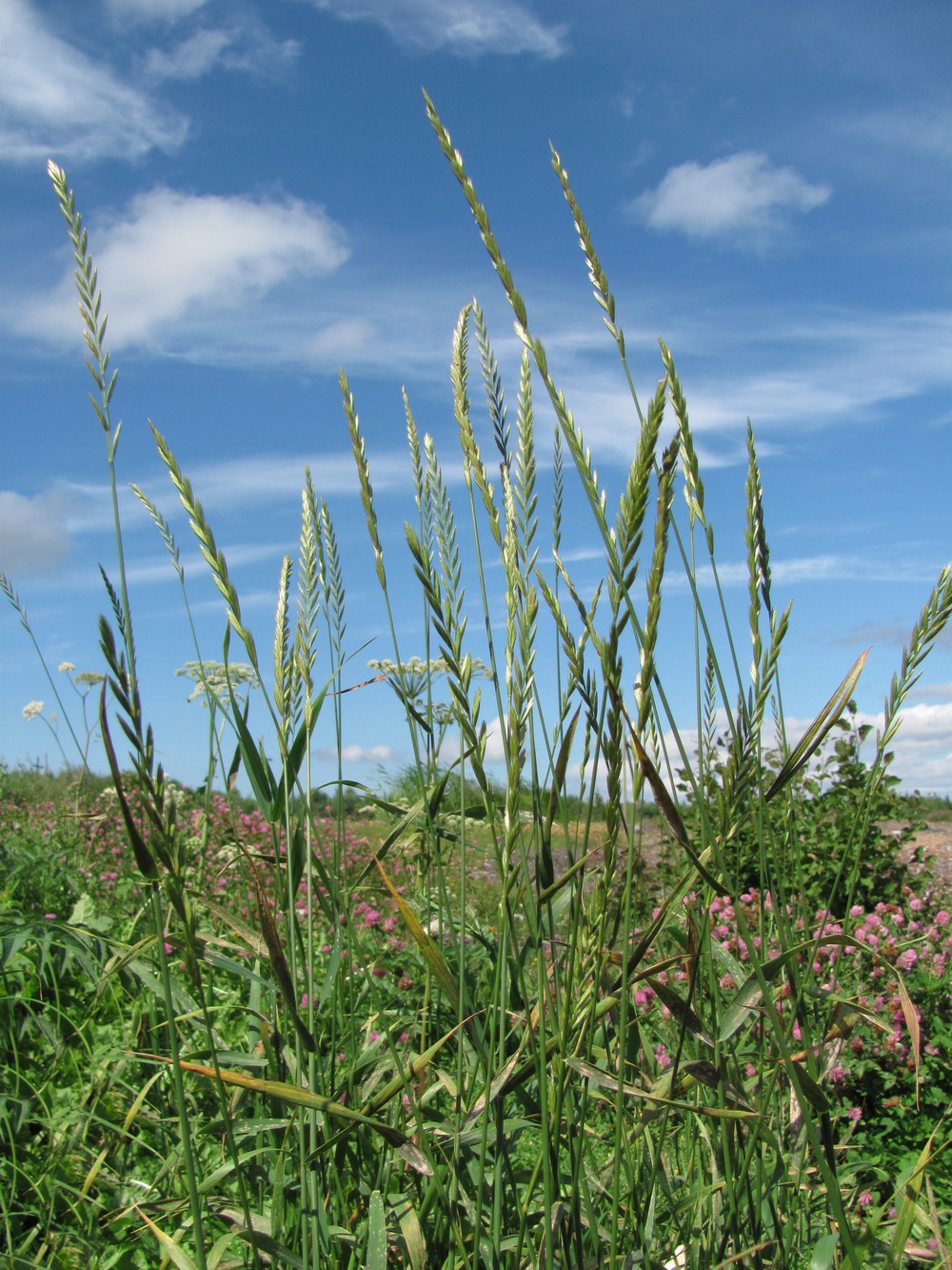 Изображение особи Elytrigia repens.