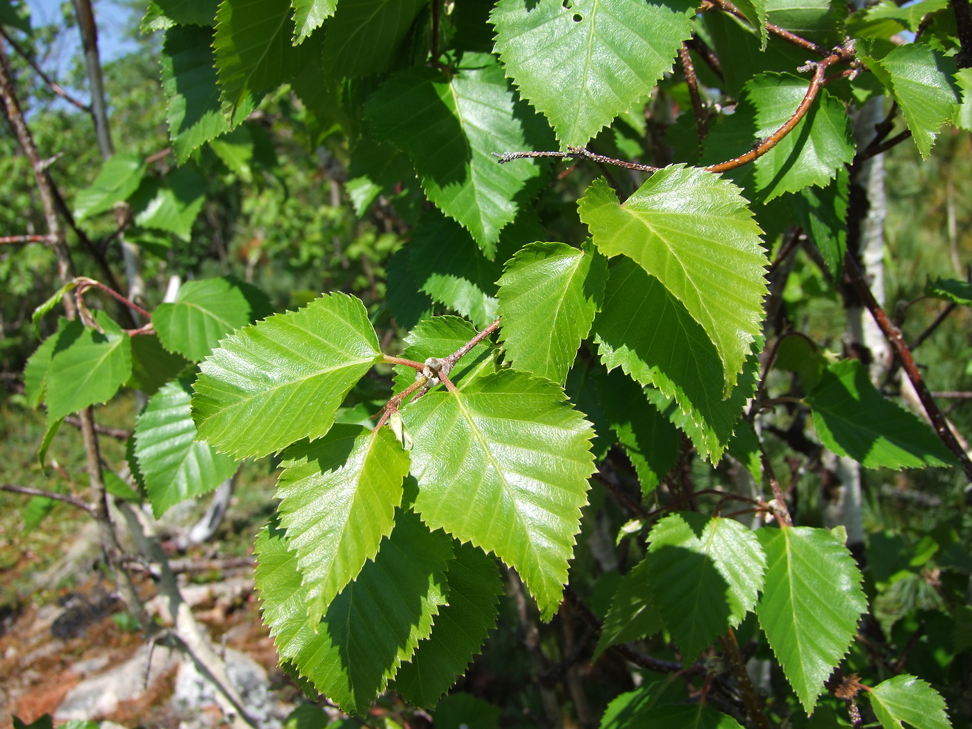 Изображение особи Betula lanata.