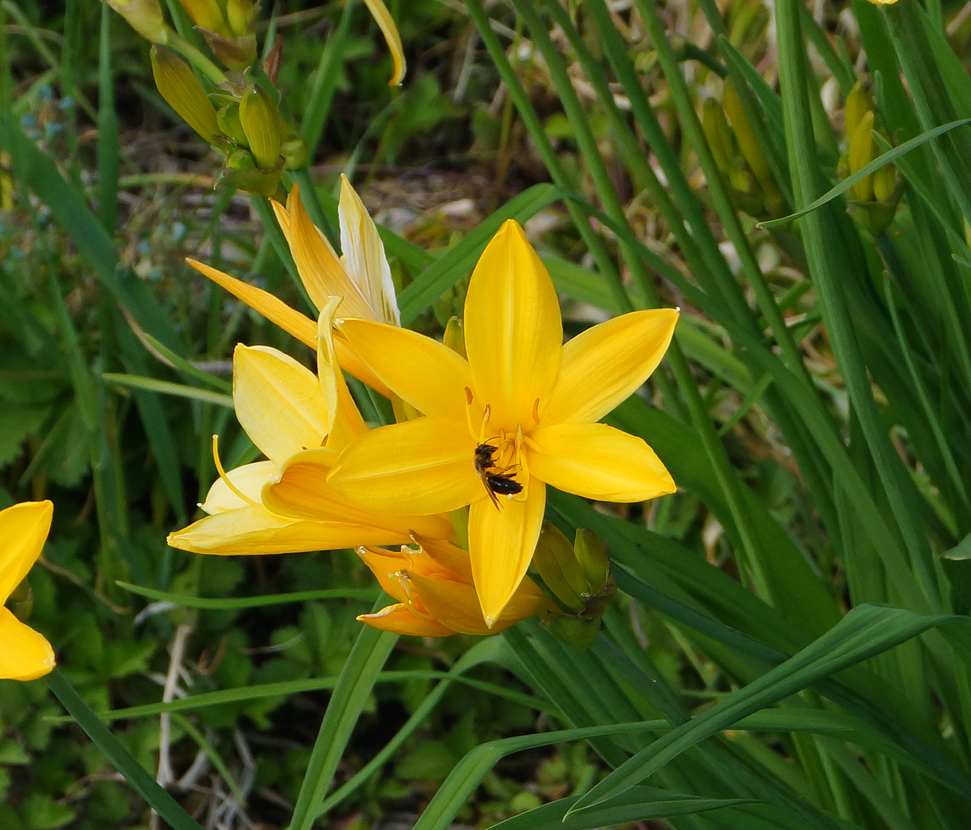 Изображение особи Hemerocallis middendorffii.