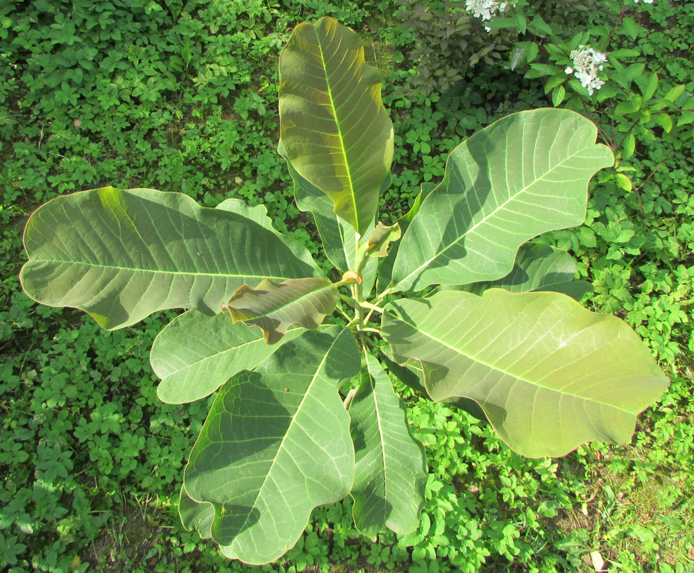 Image of Magnolia officinalis var. biloba specimen.