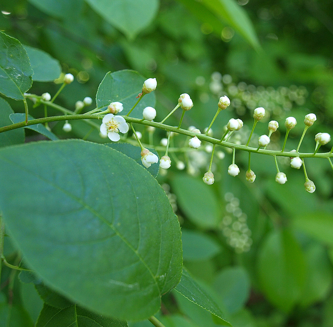 Изображение особи Padus virginiana.