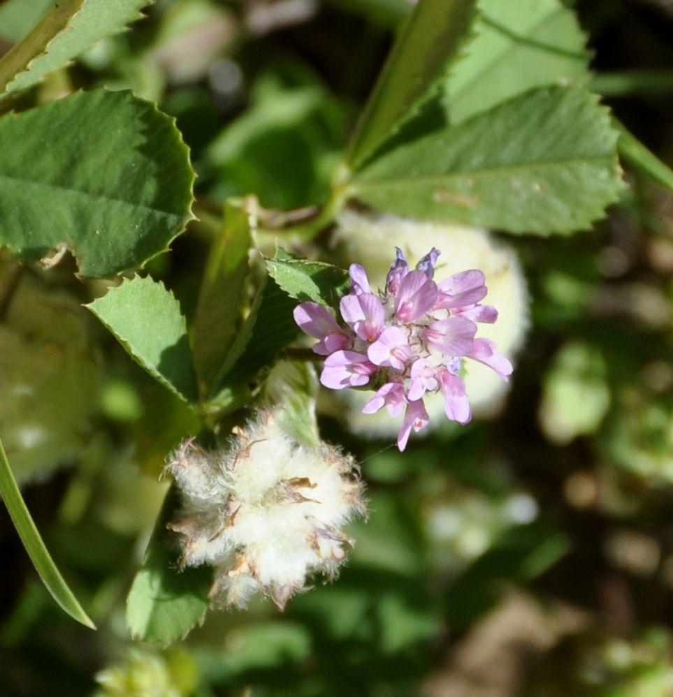 Изображение особи Trifolium tomentosum.