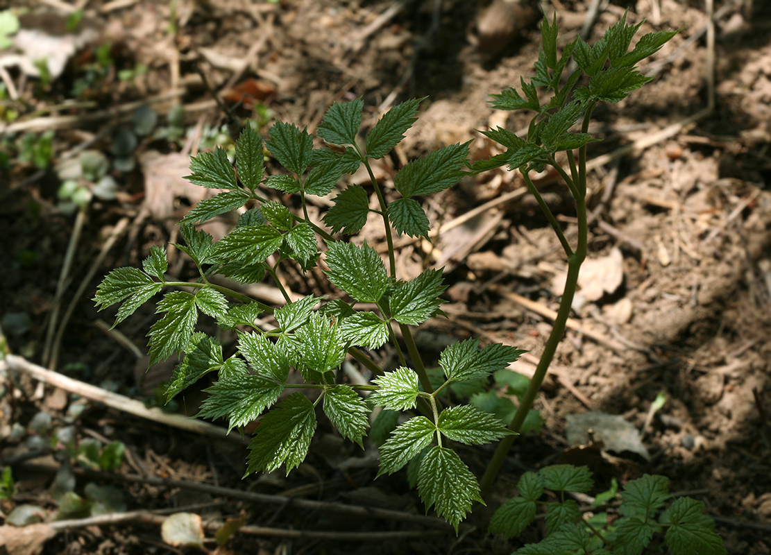 Изображение особи Actaea spicata.