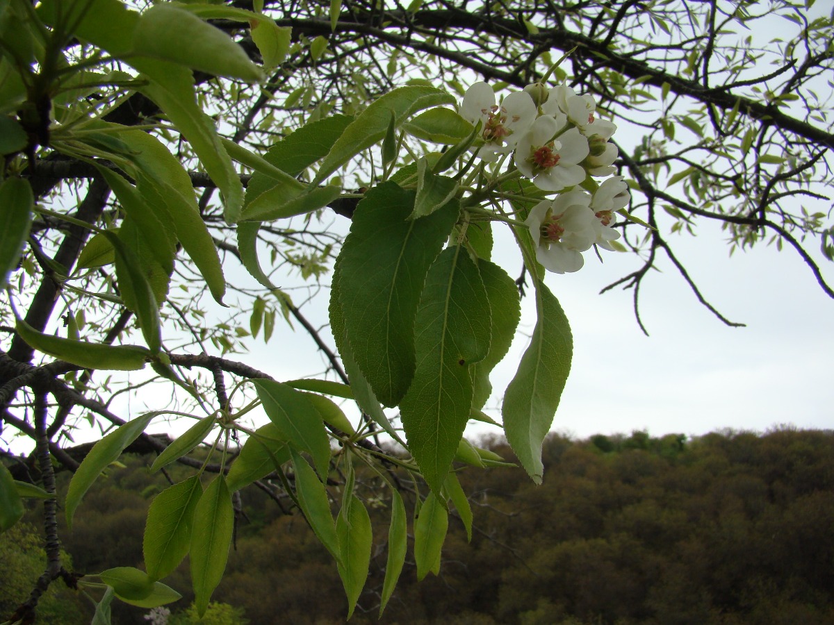 Изображение особи Pyrus korshinskyi.