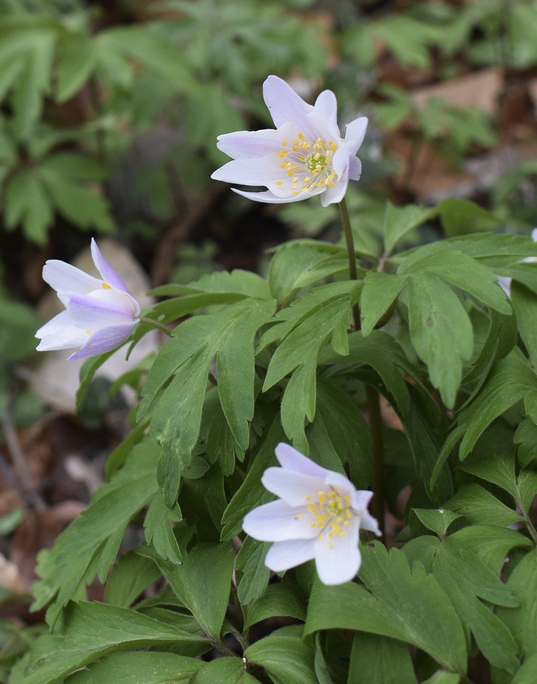 Изображение особи Anemone nemorosa.