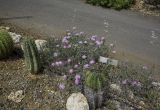 Lampranthus falcatus