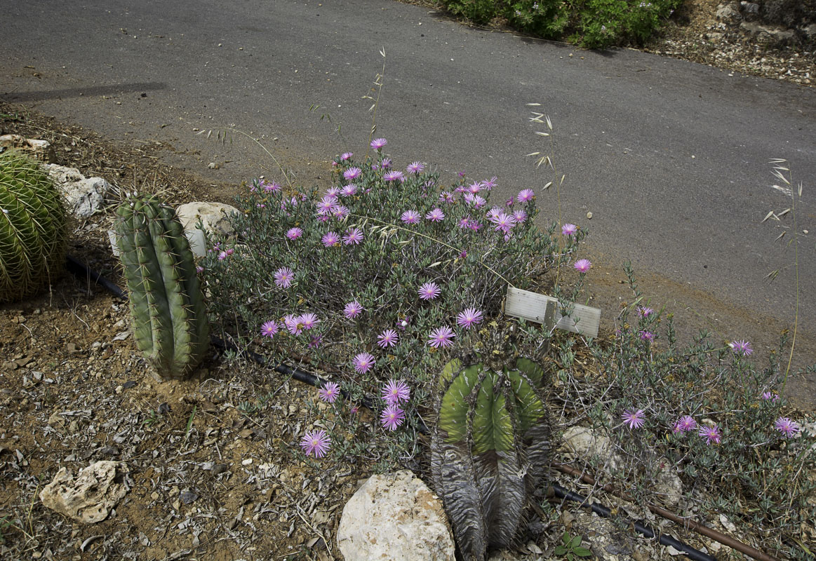 Image of Lampranthus falcatus specimen.