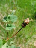 Rosa spinosissima