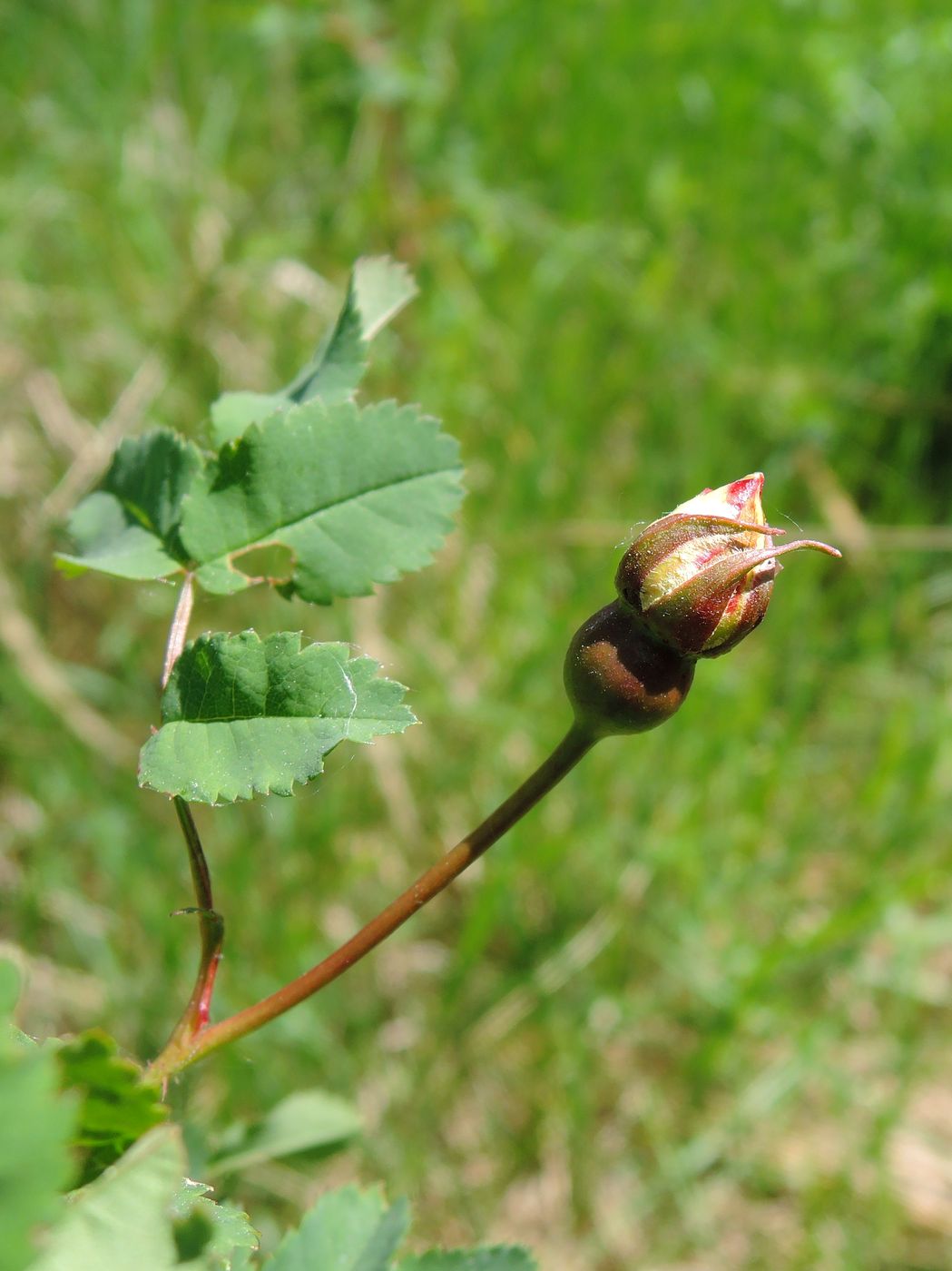 Image of Rosa spinosissima specimen.