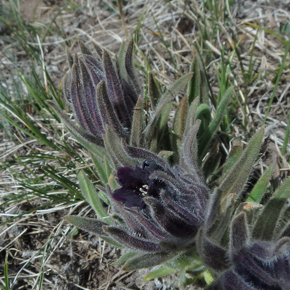 Image of Macrotomia euchroma specimen.