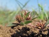 Trifolium scabrum