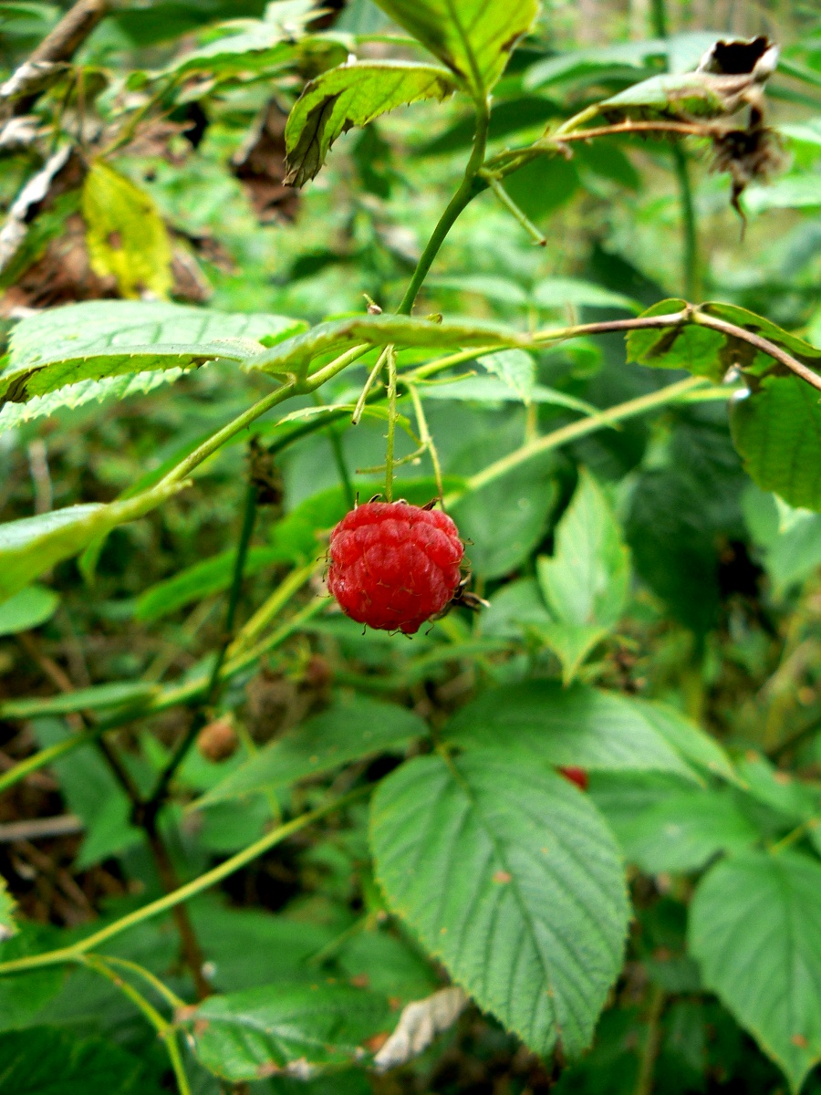 Image of Rubus idaeus specimen.