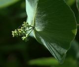 Lonicera dioica