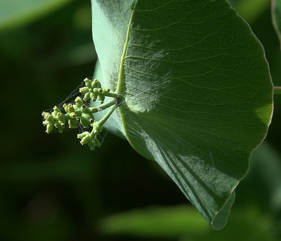 Изображение особи Lonicera dioica.