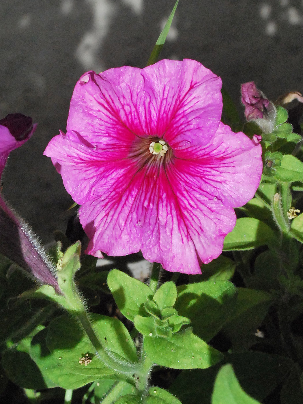 Image of Petunia &times; hybrida specimen.