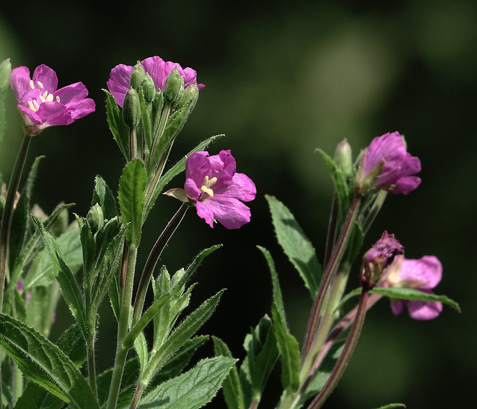 Изображение особи Epilobium hirsutum.