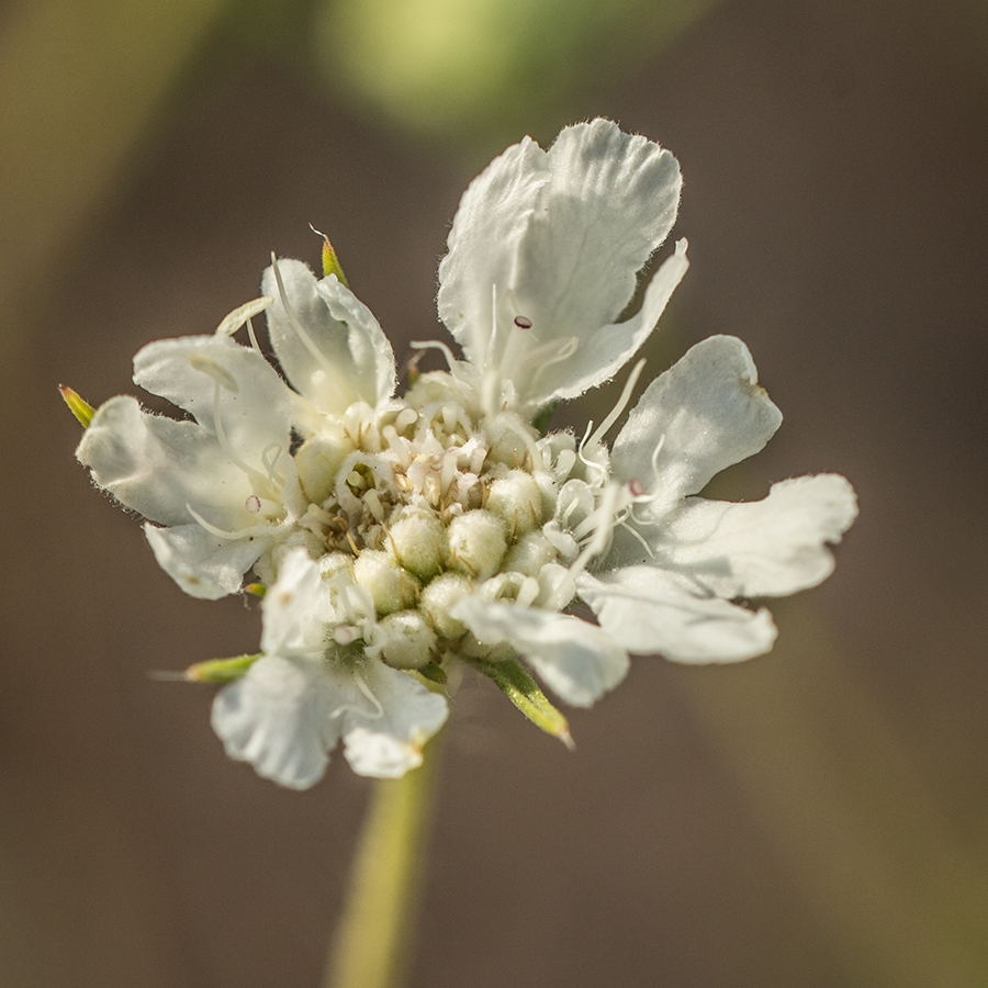 Image of Lomelosia argentea specimen.