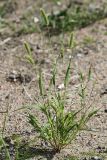 Setaria viridis
