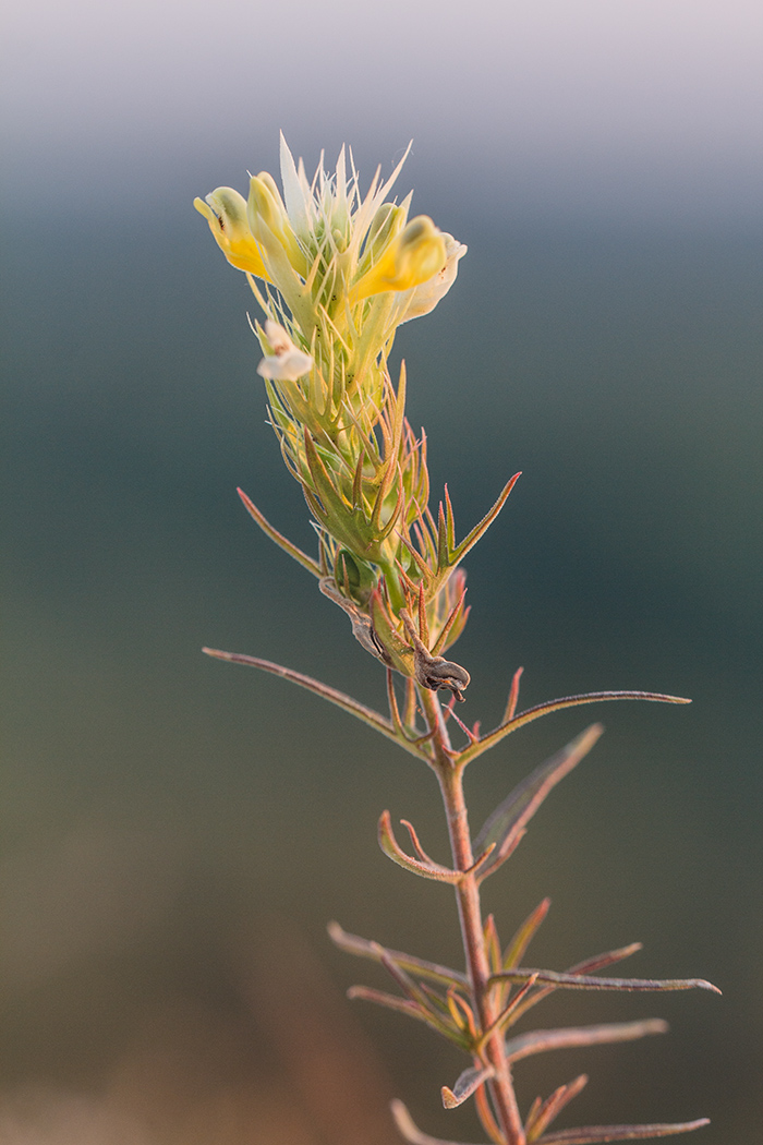 Image of Melampyrum arvense specimen.