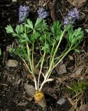 Corydalis begljanovae