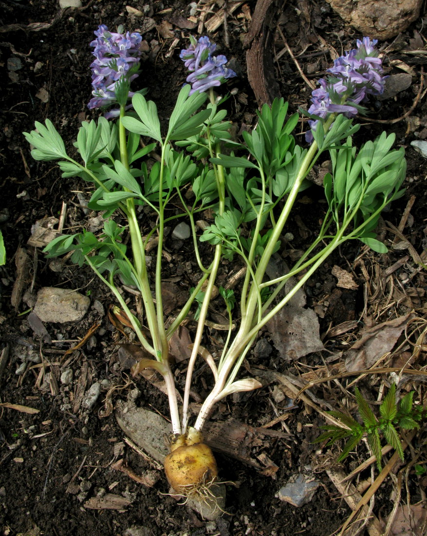 Image of Corydalis begljanovae specimen.