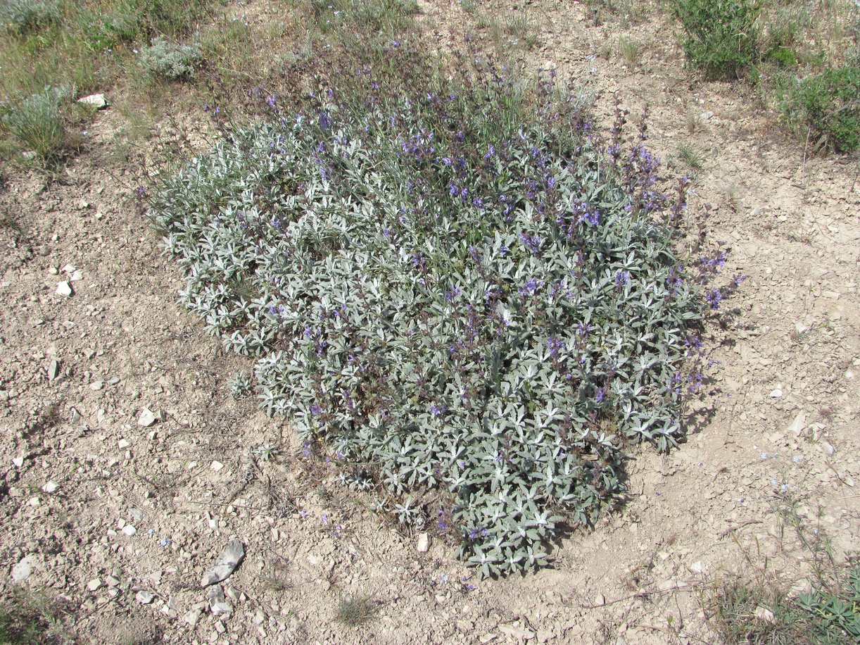 Image of Salvia canescens var. daghestanica specimen.