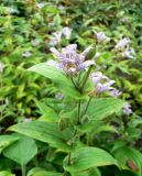 Tricyrtis hirta