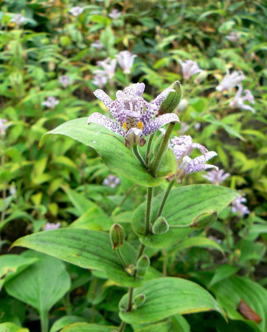 Изображение особи Tricyrtis hirta.