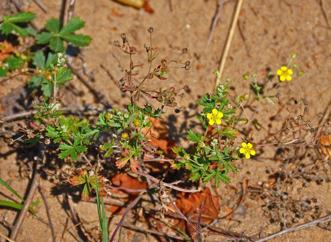 Изображение особи Potentilla argentea.