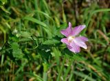 Malva thuringiaca